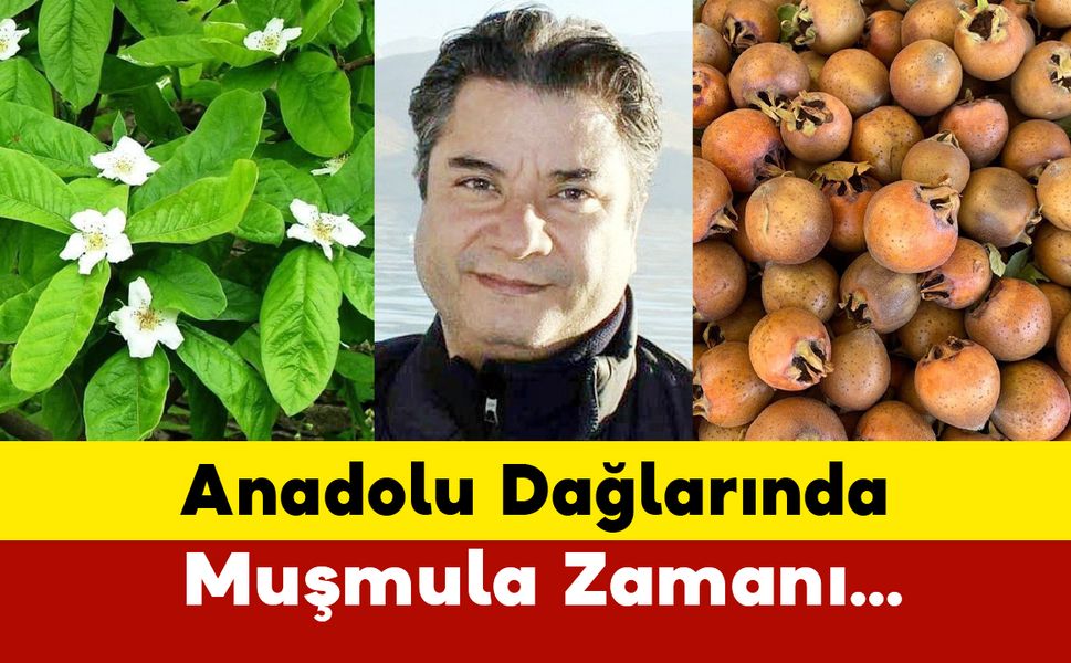 Anadolu Dağlarında Muşmula Zamanı…