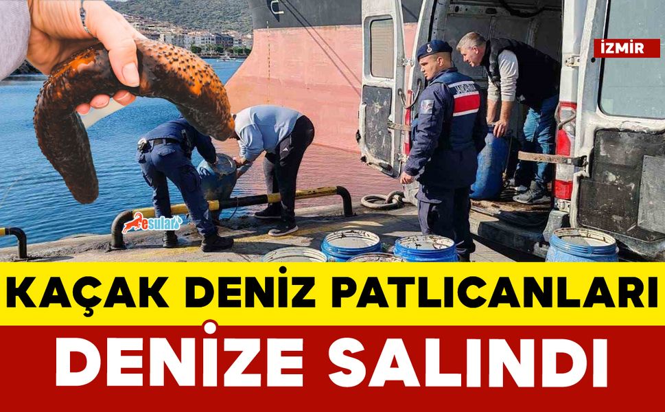 İzmir’de yasadışı yollarla avlanan deniz patlıcanları denize salındı