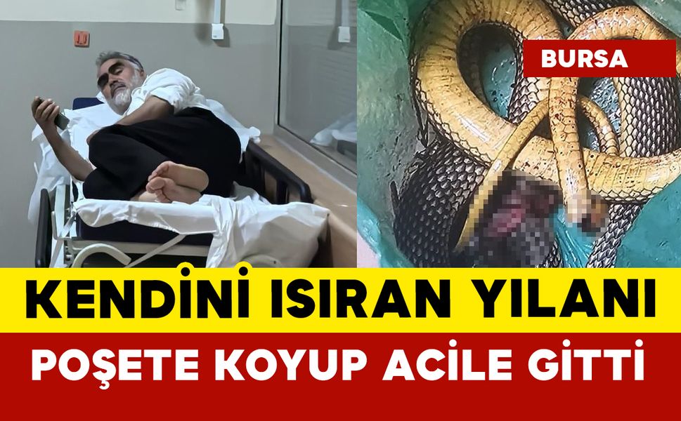Yılan adamı ısırdı, poşete yılanı koyum acile gitti