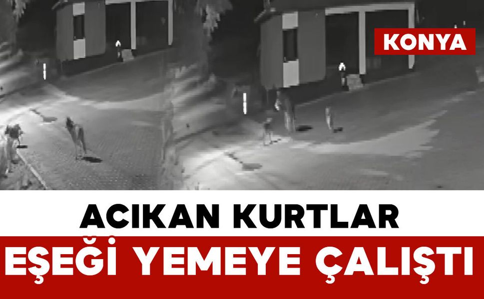 Aç kalan kurtlar mahalleye inerek eşeği yemeye çalıştı