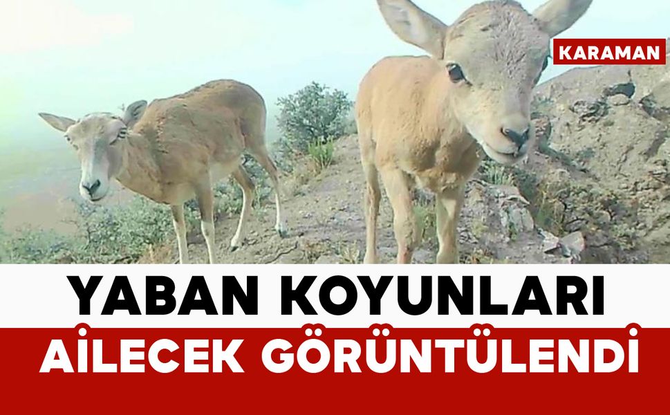 Anadolu yaban koyunu ailecek görüntülendi