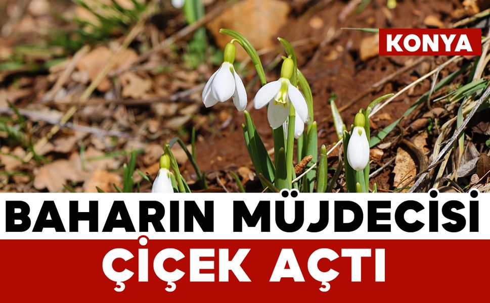 Konya'nın yüksek kesimlerinde kardelenler görücüye çıktı