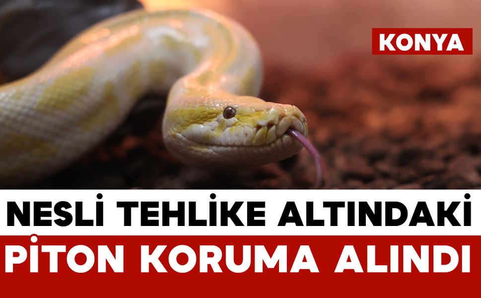 Nesli tehlike altındaki piton Konya'da koruma altına alındı