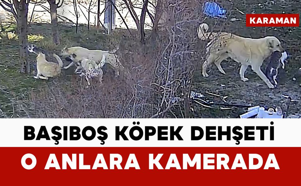 Başıboş köpekler kediyi öldürdü: o anlar kamerada