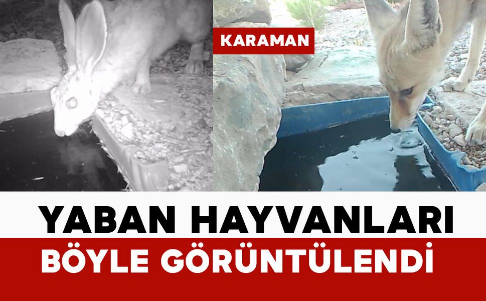 Karaman'da su içen yaban hayvanları fotokapanda