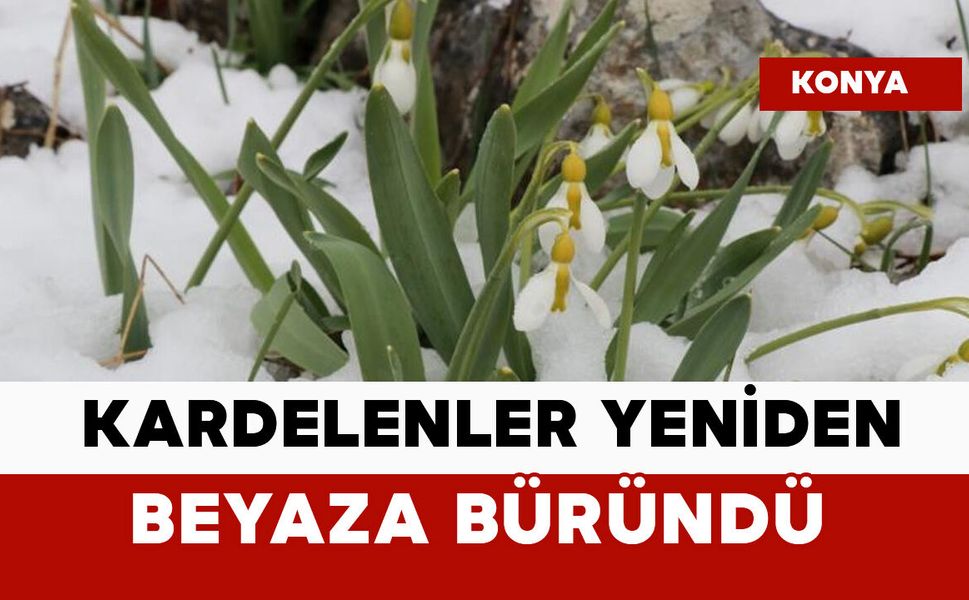 Kardelenler yeniden beyaza büründü
