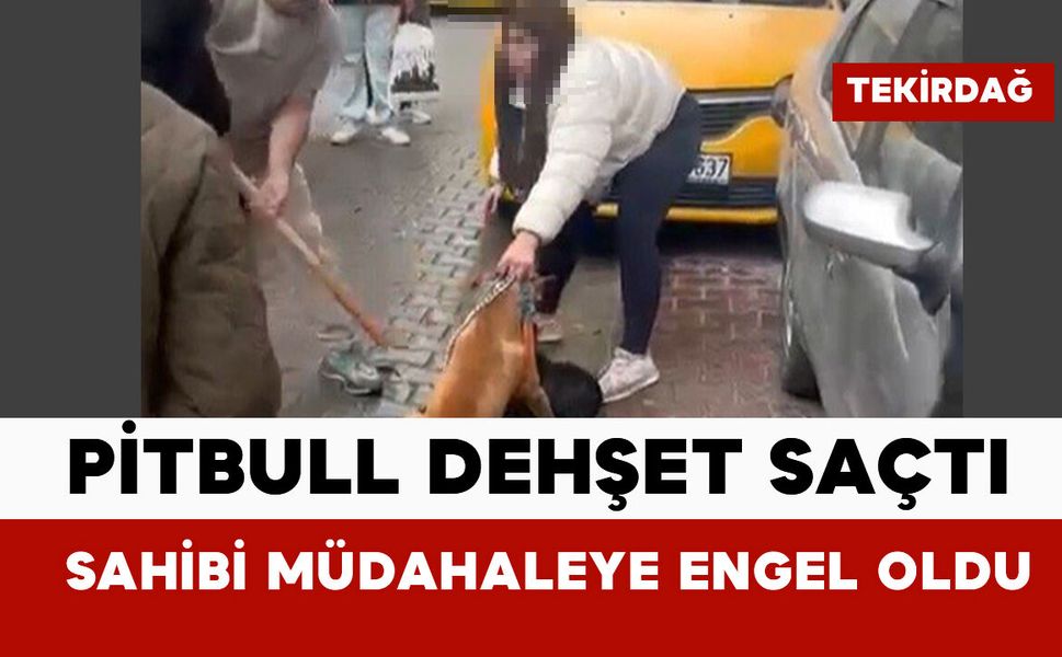 Pitbull dehşet saçtı: sahibi müdahaleye engel oldu