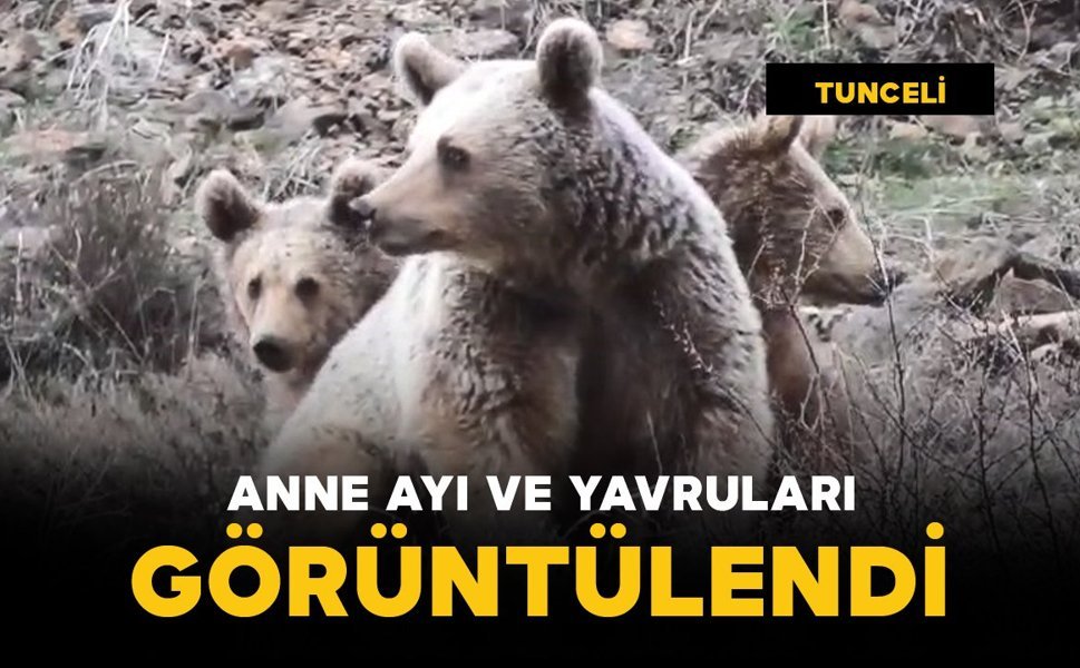 Anne ayı ve yavruları görüntülendi