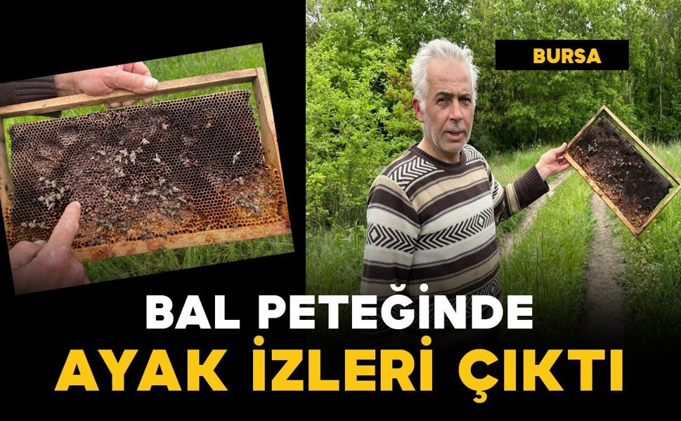 Bal peteğindeki ayak izleri ayıları ele verdi