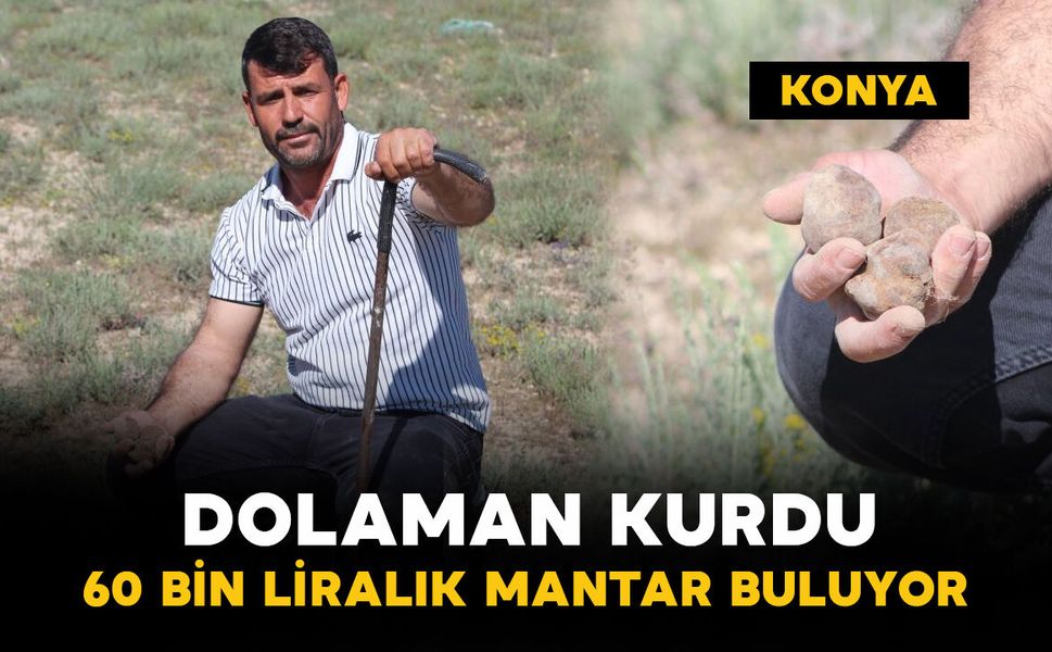 Dolaman kurdu günlük 60 bin liralık mantar buluyor