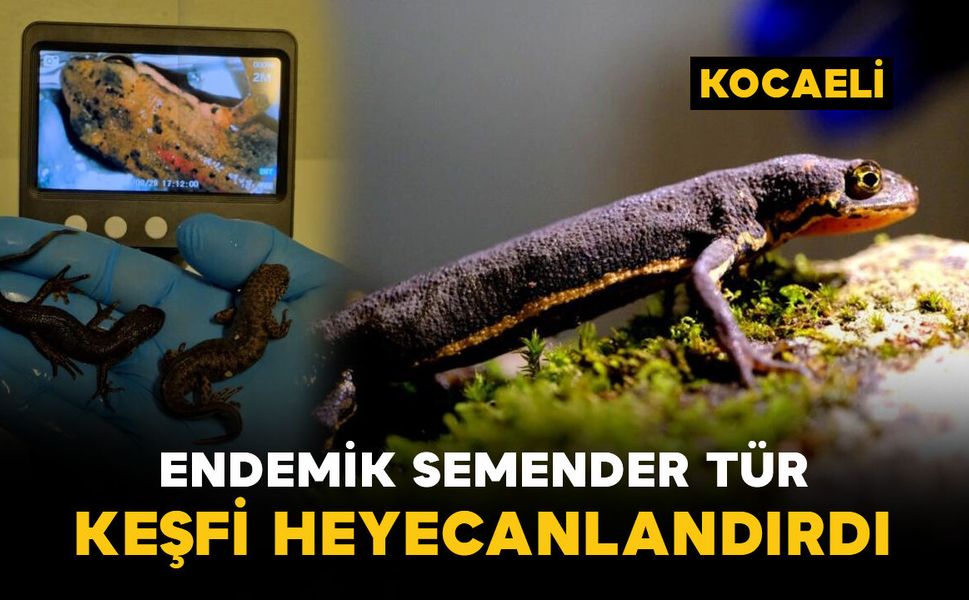 Endemik semender türlerin keşfi heyecanlandırdı