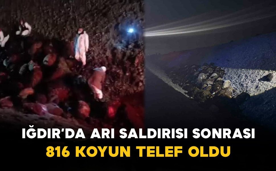 Iğdır’da Arı Saldırısı Sonrası Büyük Kayıp: 816 Koyun Telef Oldu