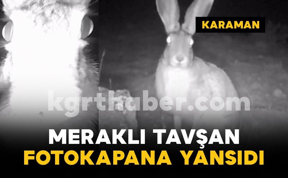 Karaman’da fotokapana yansıyan meraklı tavşan gülümsetti