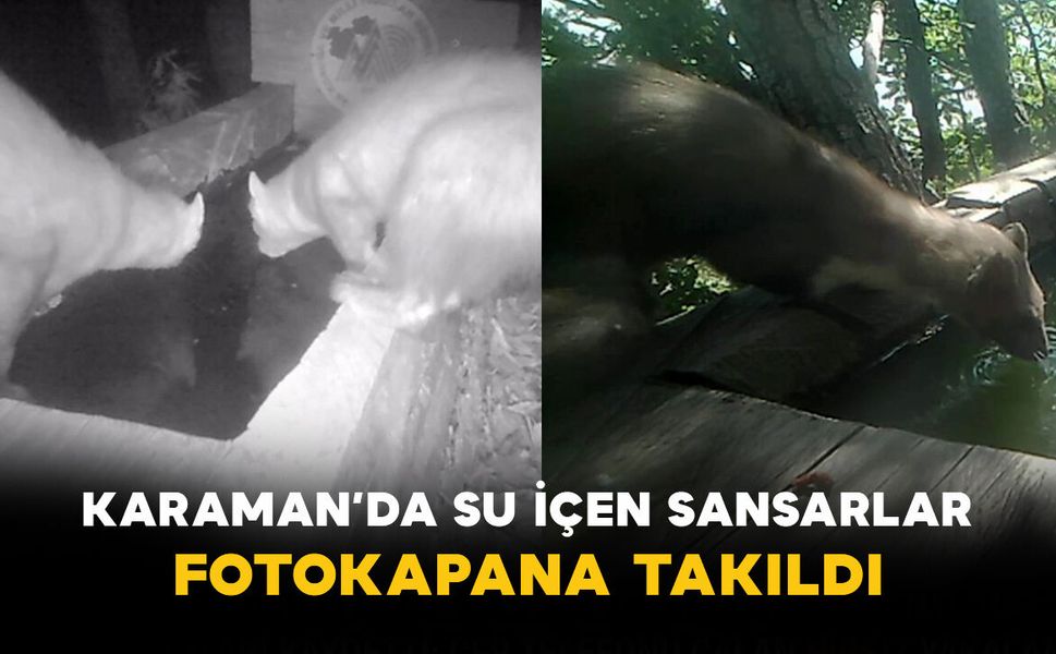 Karaman’da Su İçen Sansarlar Fotokapana Takıldı