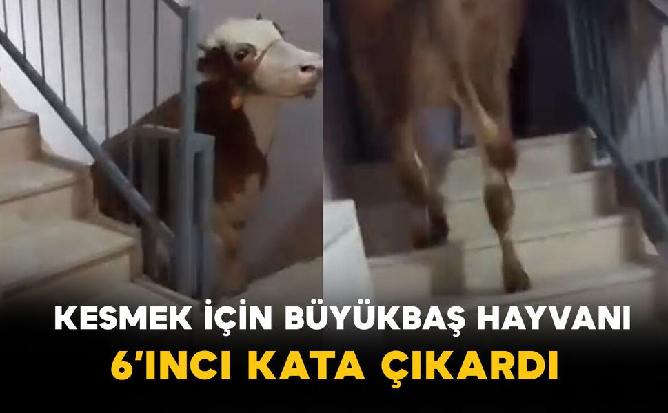 Kurbanlık şaşkınlığı: Büyükbaş hayvanı 6. kata çıkardılar