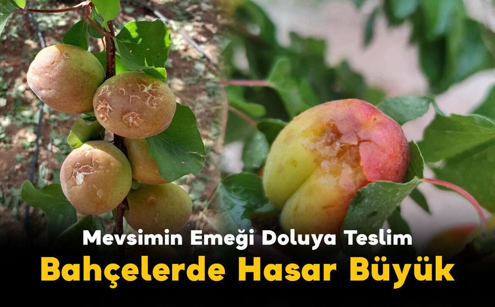 Mevsimin Emeği Doluya Teslim