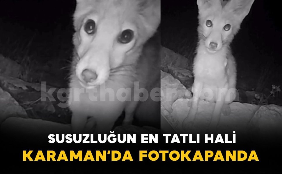 Susuzluğun en tatlı hali fotokapana yansıdı