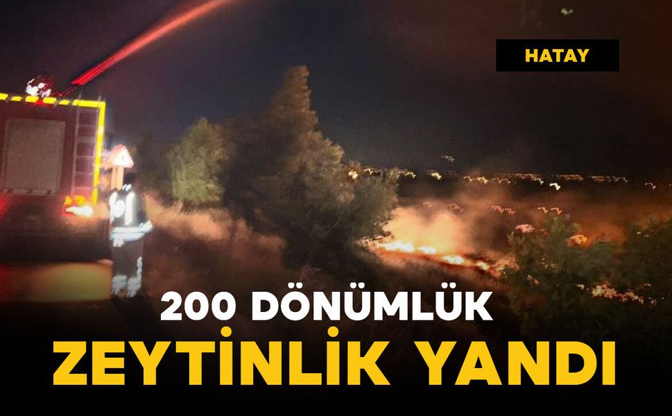 200 dönüm zeytinlik yangında zarar gördü