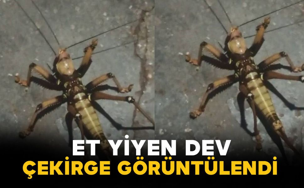 Elazığ’da et yiyen dev çekirge görüntülendi
