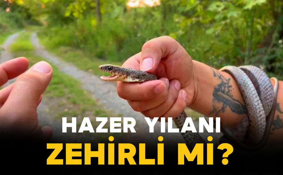 Hazar Yılanı Zehirli mi?