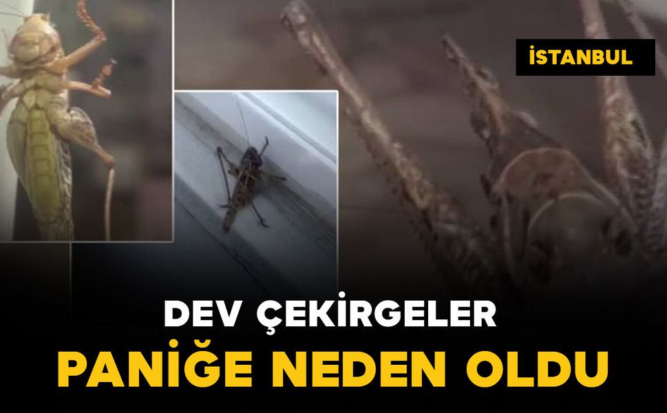 İstanbul'da dev çekirgeler paniğe neden oldu