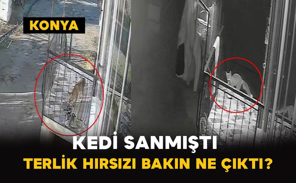 Kedi Sanmıştı Terlik Hırsızı Tilki Çıktı
