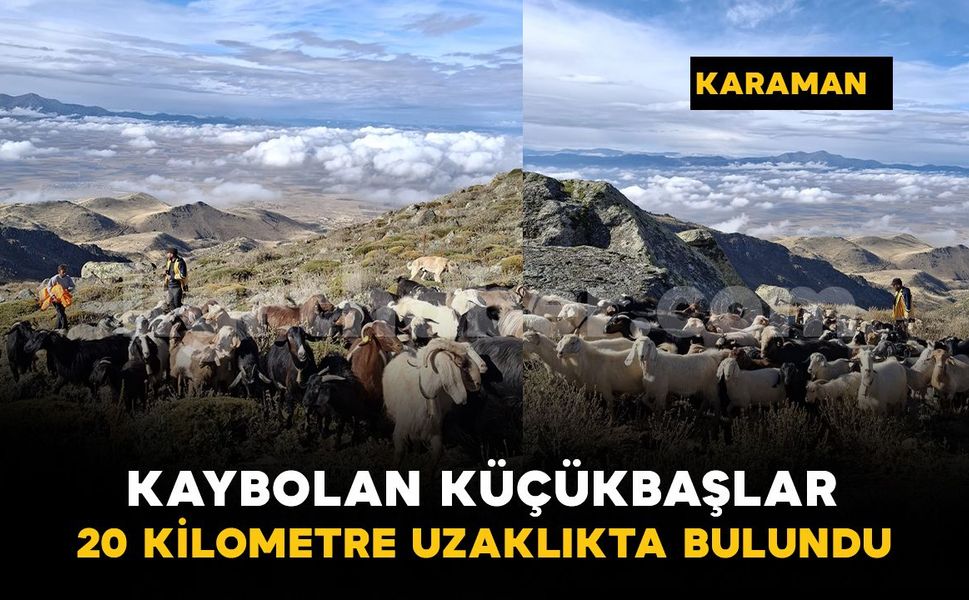 Karaman’da kaybolan 84 küçükbaş hayvan 20 kilometre uzaklıkta bulundu