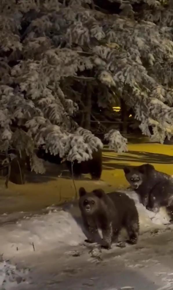 ayi-saldirisi-kameraya-yansidi1