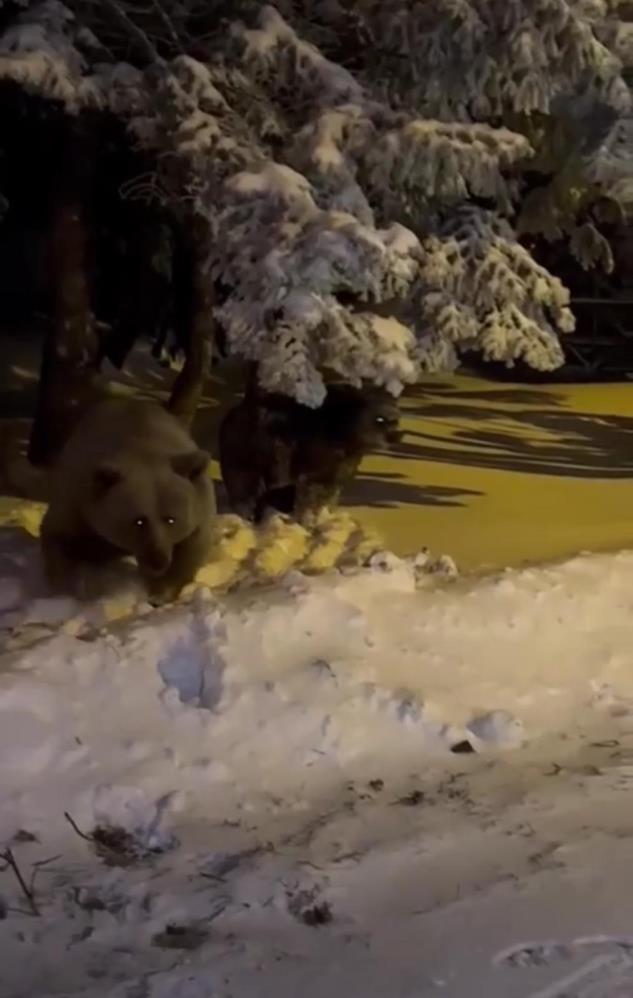 ayi-saldirisi-kameraya-yansidi2