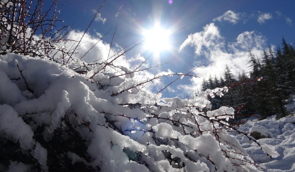 Darisi Karamana Mersinden Kartpostalli1