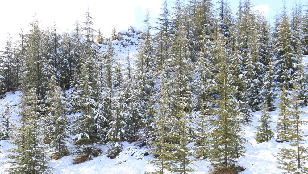 Darisi Karamana Mersinden Kartpostalli3