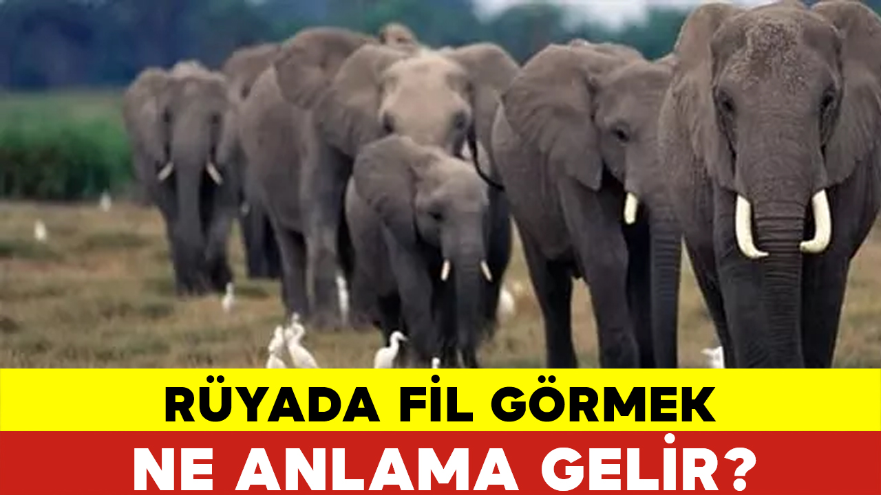 Rüyada hayvan sürüsü görmek ne anlama gelir?