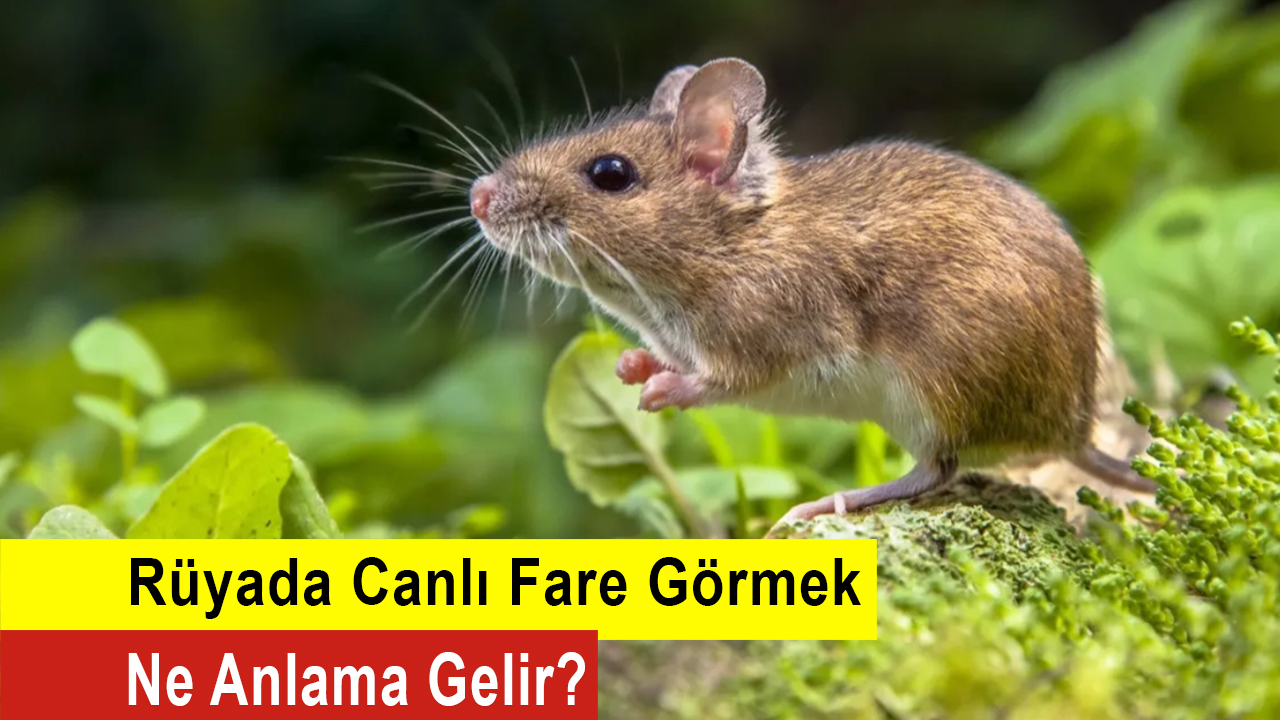 Rüyada canlı fare görmek ne anlama gelir?