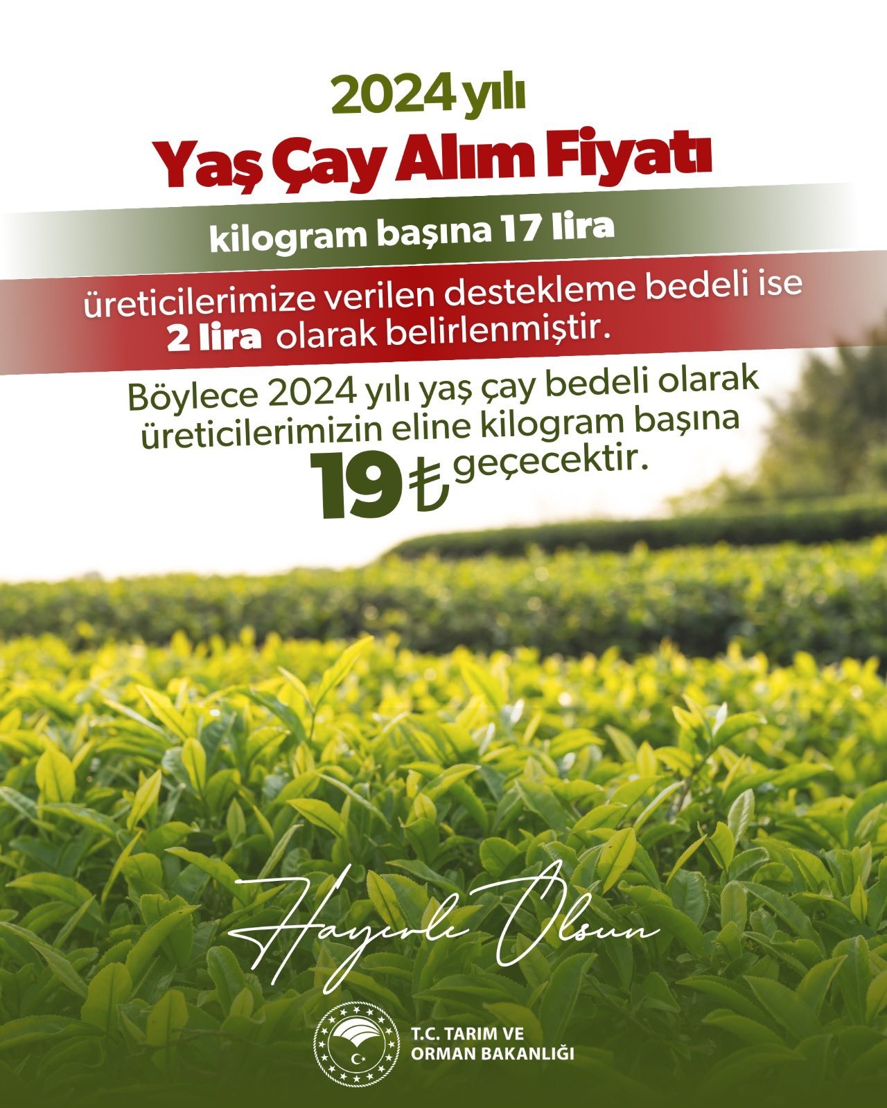 2024 Yili Kilogram Basi Cay Alim Fiyati Ne Kadar Oldu1
