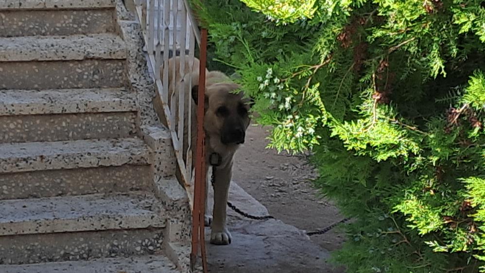 Karaman’da köpek dehşeti-1