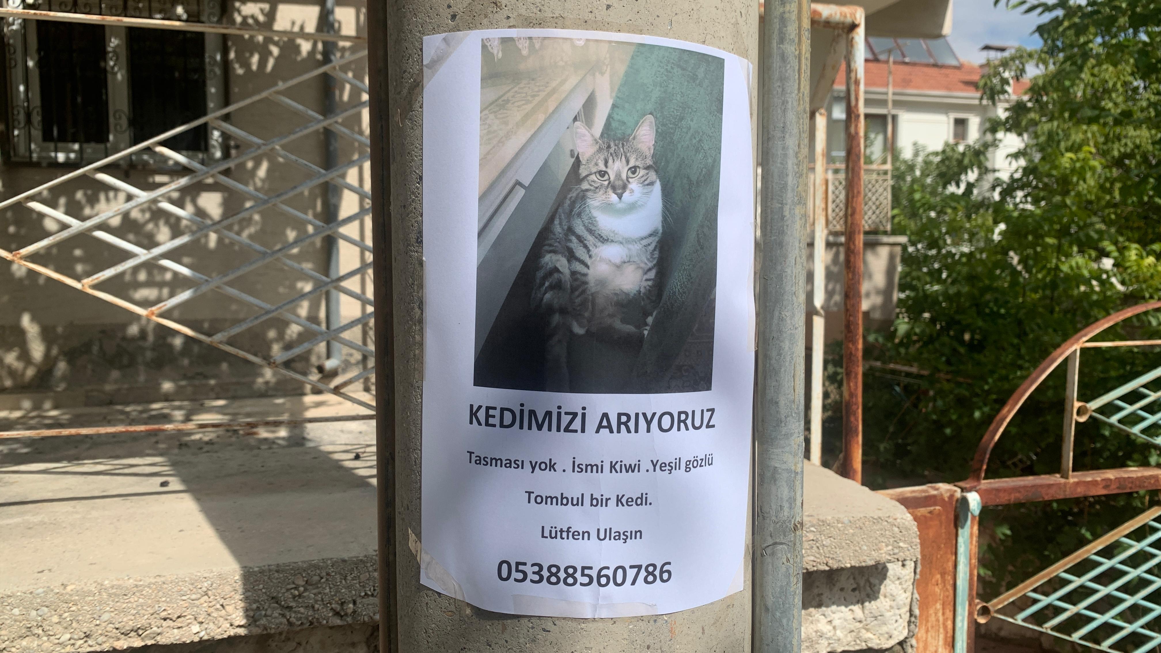 Karamanda Kayip Kedi Kiwi Her Yerde Araniyor1