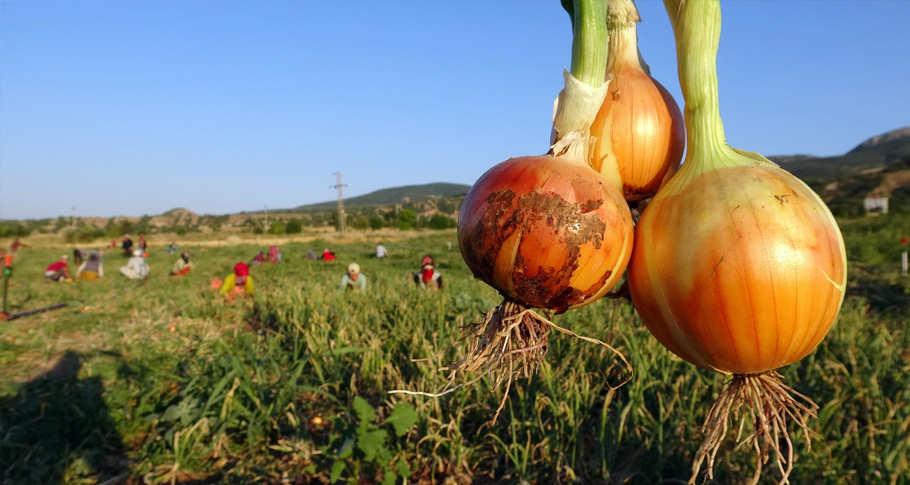 Patates Ve Sogan Cep Yakiyor Halk Kisa Cuvalla Hazirlaniyor2