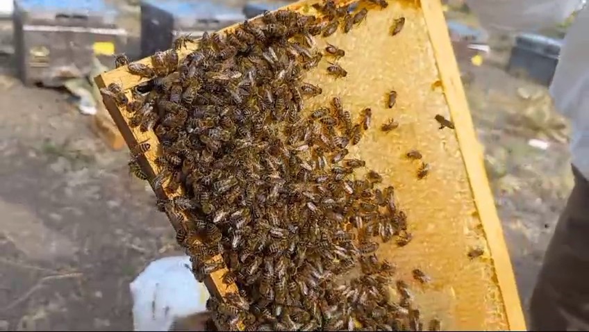 Sahte Baldan Hem Sağlık Hemde Sektör Olumsuz Etkileniyor2