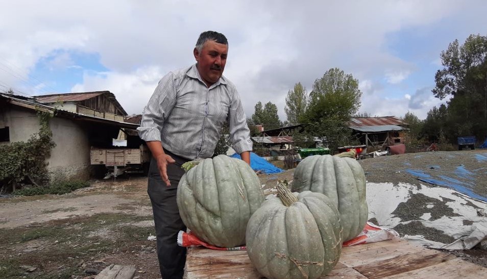 40 Kilogram Balkabağını Gören Şaşırıyor1