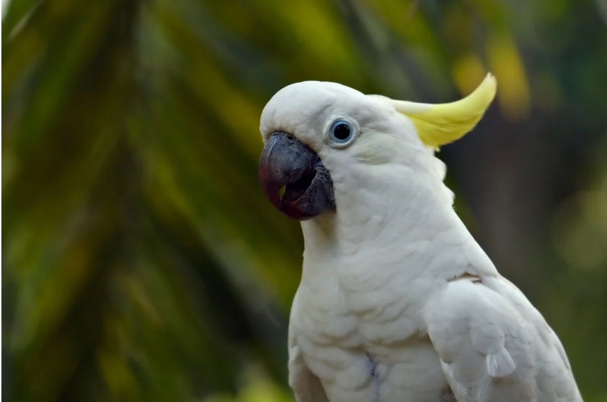 Kakadu Papagani Evde Beslenir Mi Kakadu Papagani Ozellikleri Nedir6