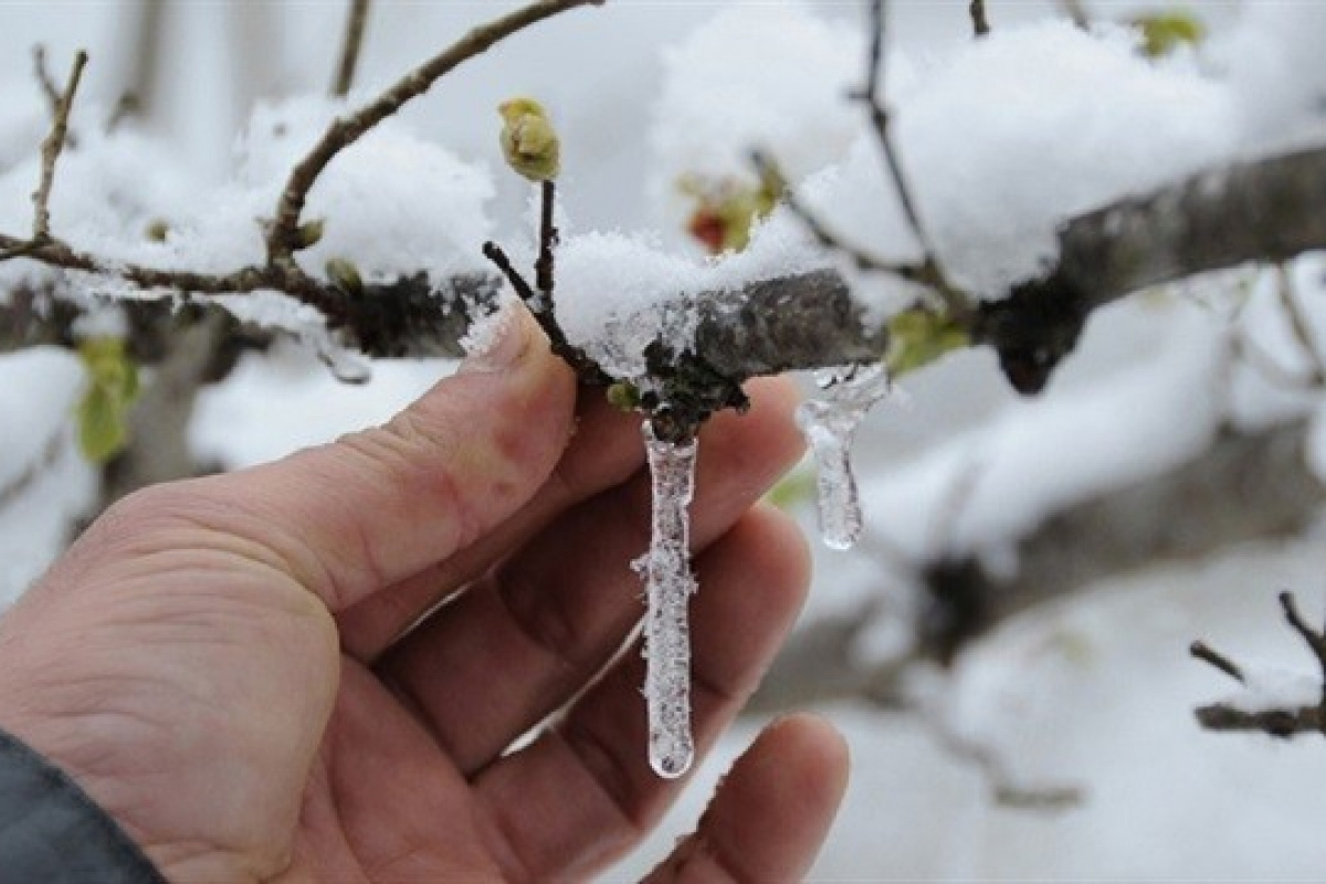 Karamanda Meteorolojiden Zirai Don Uyarisi1