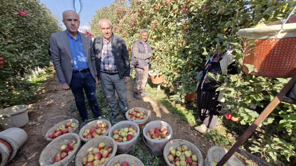 Karamanda Elma Hasadi Sona Yaklasiyor Turkiyenin Yuzde 16Sini Karsiliyor2