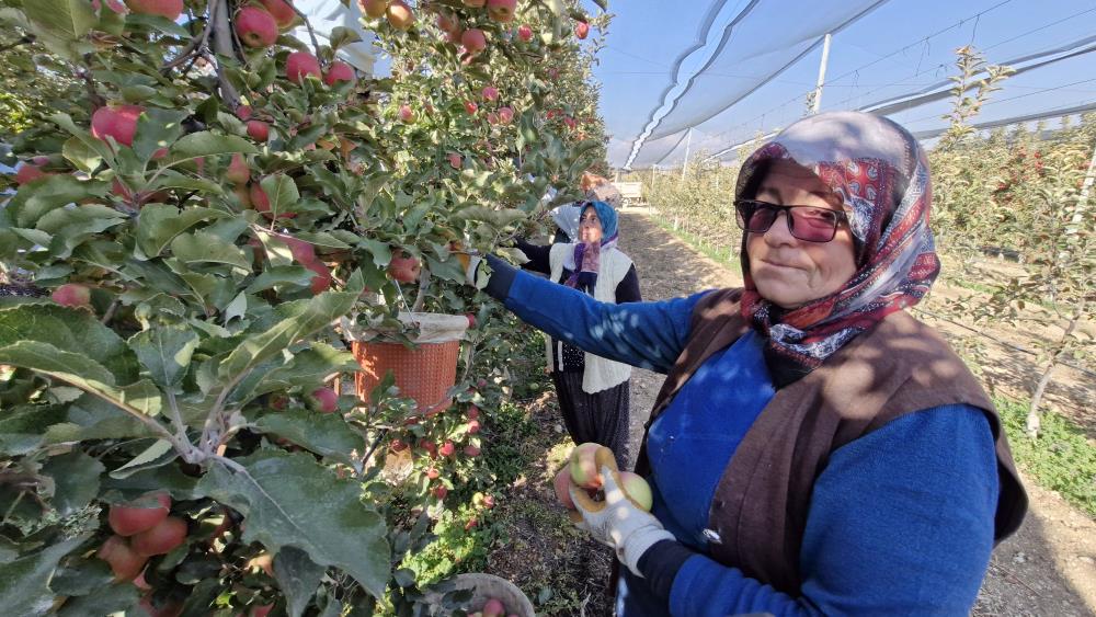 Karamanda Elma Hasadi Sona Yaklasiyor Turkiyenin Yuzde 16Sini Karsiliyor3