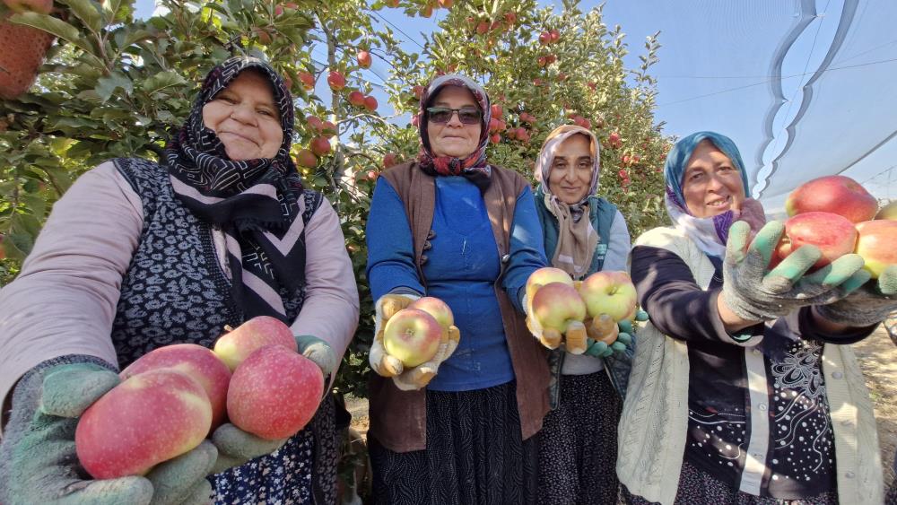 Karamanda Elma Hasadi Sona Yaklasiyor Turkiyenin Yuzde 16Sini Karsiliyor4