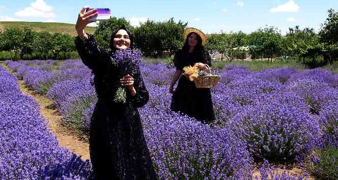 Kirikkale Lavanta Bahcesine Ne Zaman Gidilir2