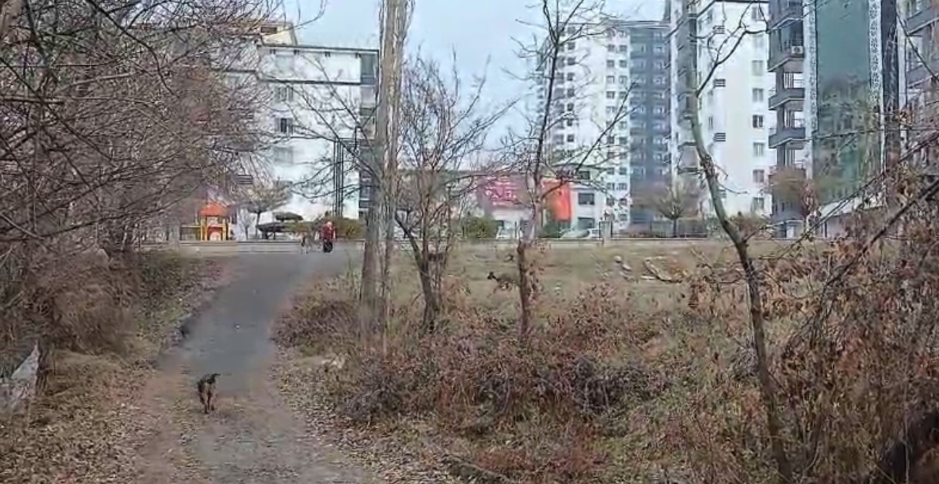 Sokak Kopeklerinin Saldirisina Ugrayan Cocuk Zor Kurtuldu1