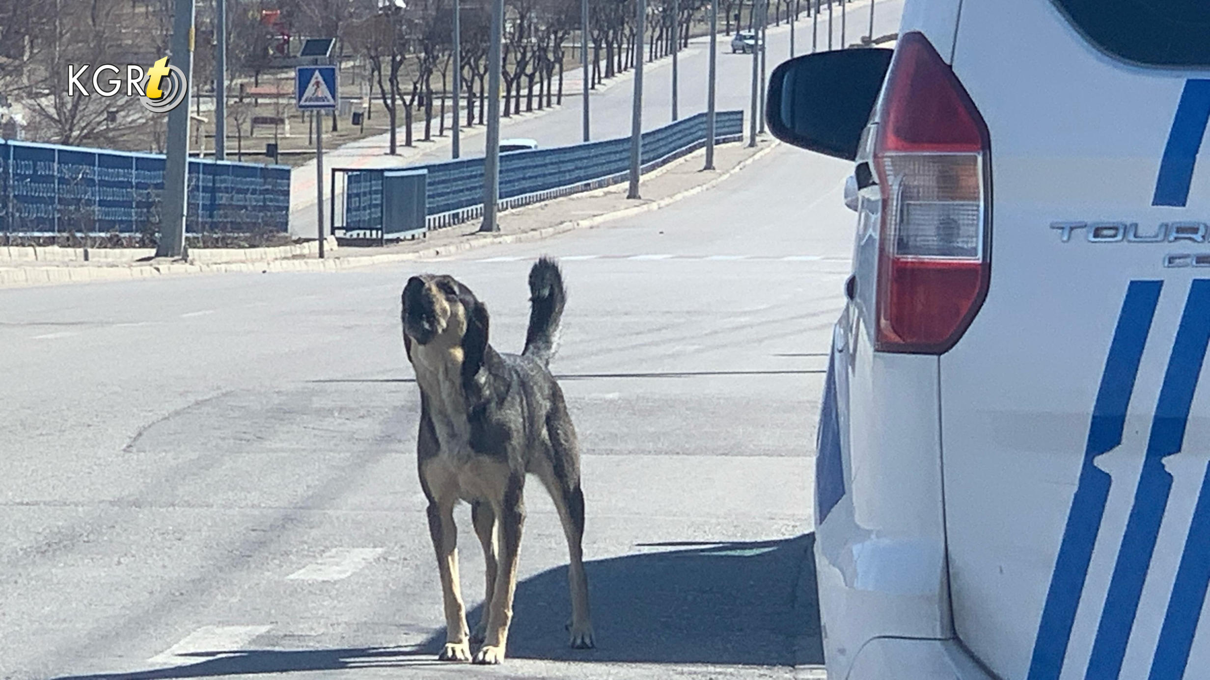Karamanda Kopek Saldirisinda Baba Oglu Icin Kendini Feda Etti5