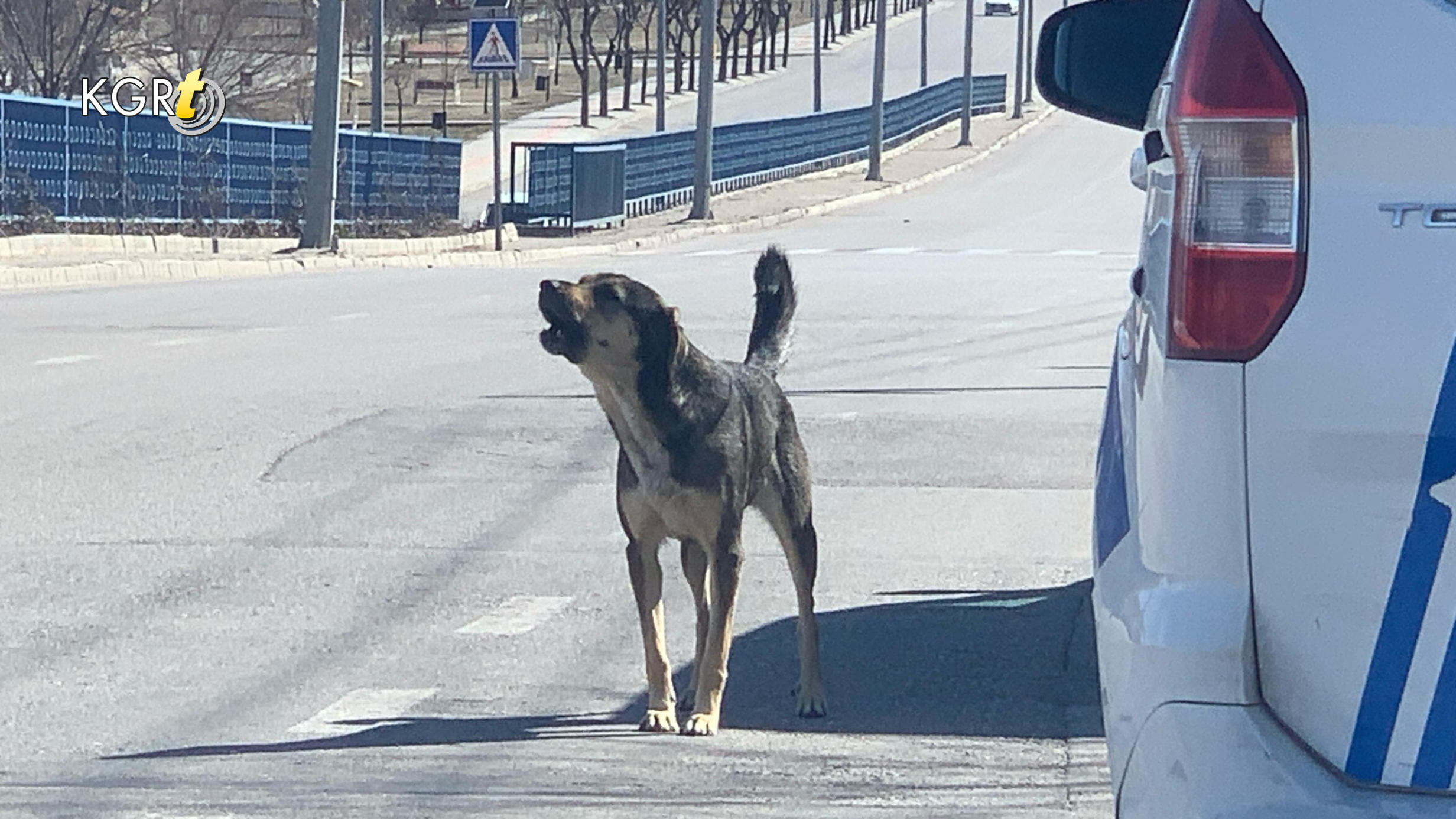 Karamanda Kopek Saldirisinda Baba Oglu Icin Kendini Feda Etti9