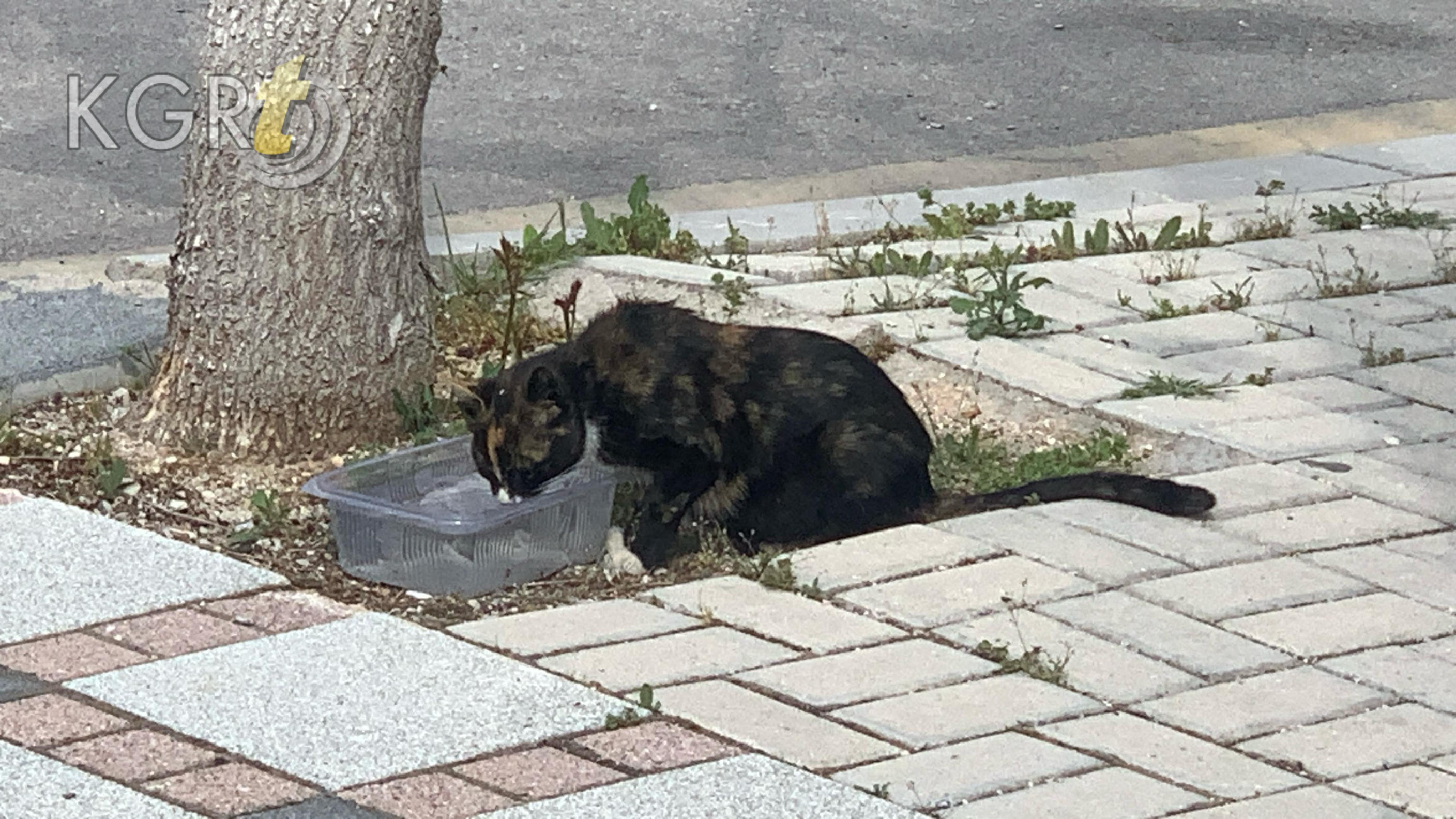 Karamanda Olu Dogum Yapan Anne Kedi Barinakta Koruma Altina Alindi6