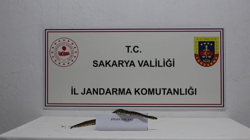 Kraliyet Pitonu Besliyordu Bakin Ne Oldu (1)